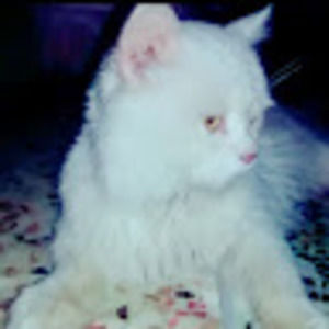 Meet your Posher, Arman